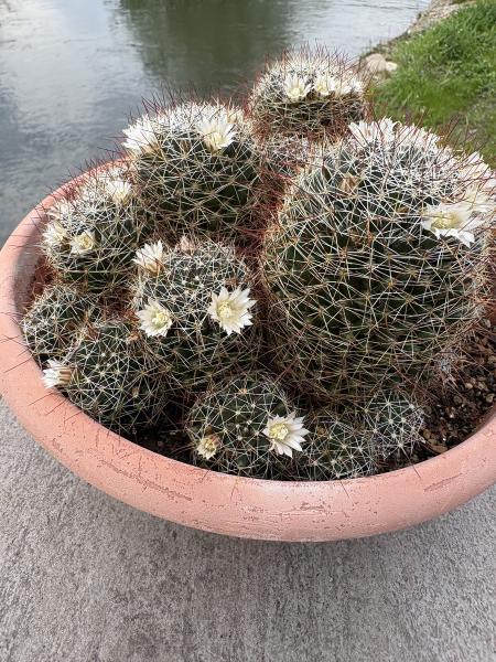 Mammillaria große Gruppe2